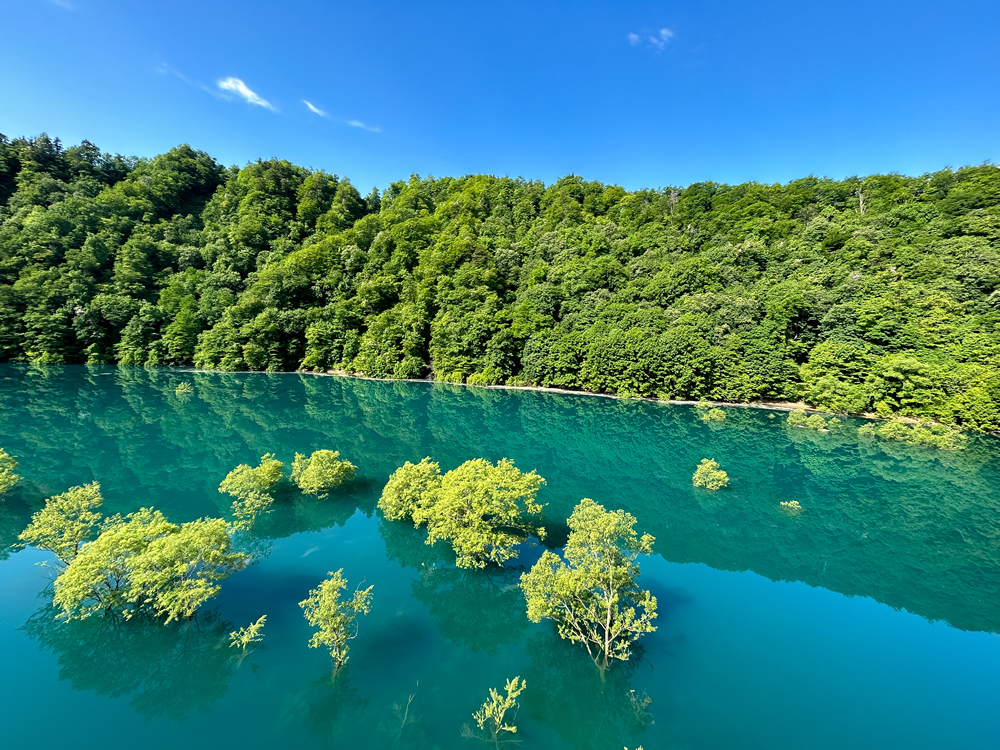 株式会社Master Tree - マスターツリー