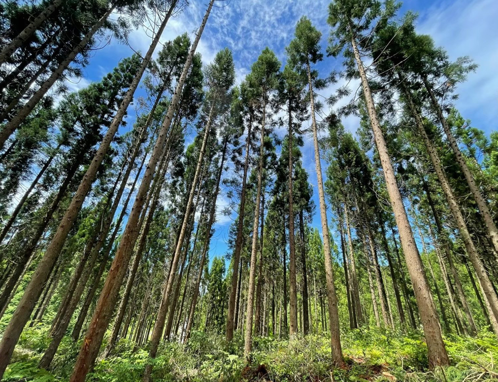 株式会社Master Tree - マスターツリー