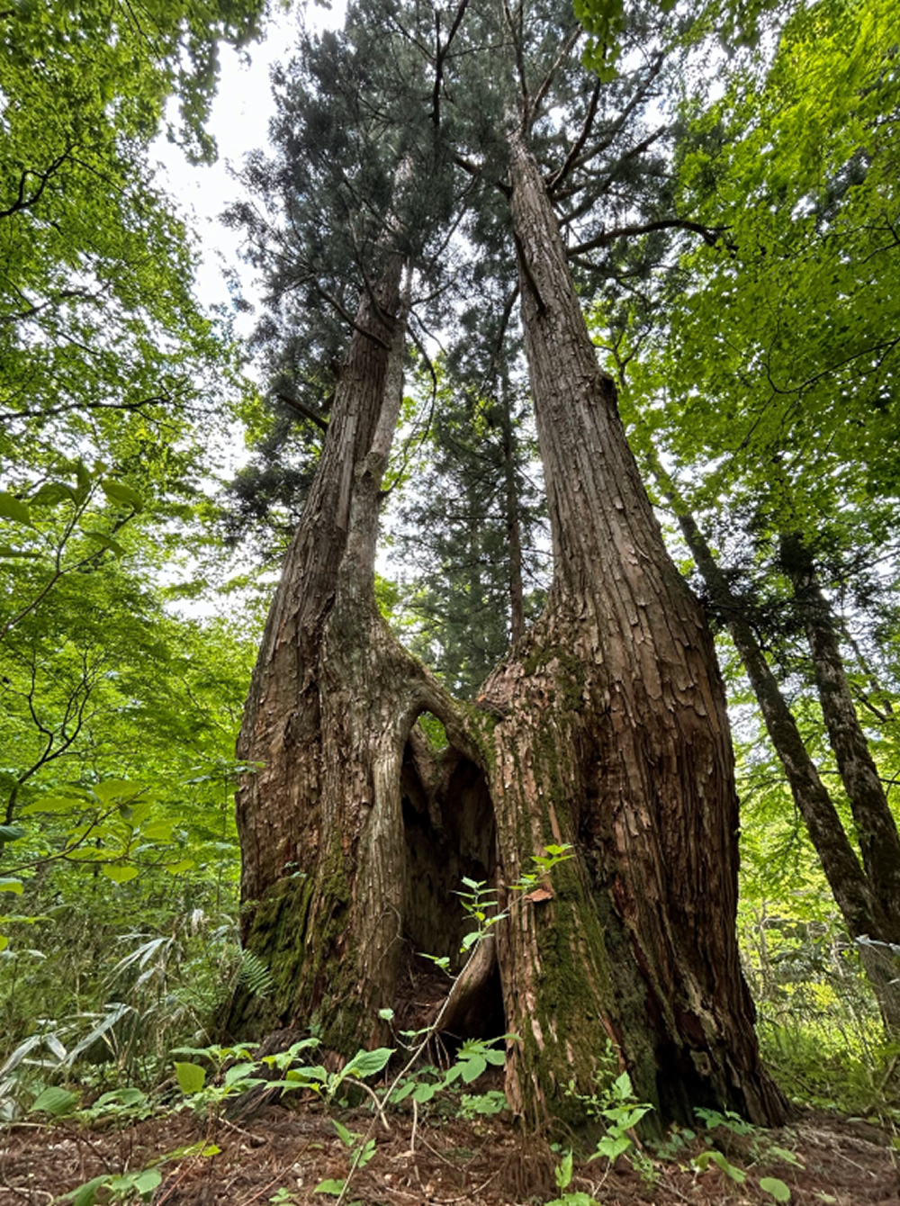 株式会社Master Tree - マスターツリー
