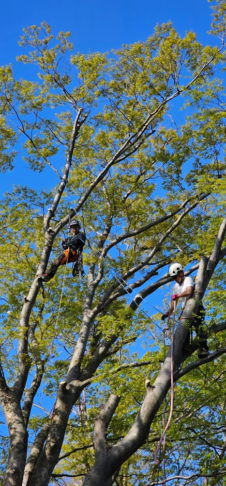 株式会社Master Tree - マスターツリー